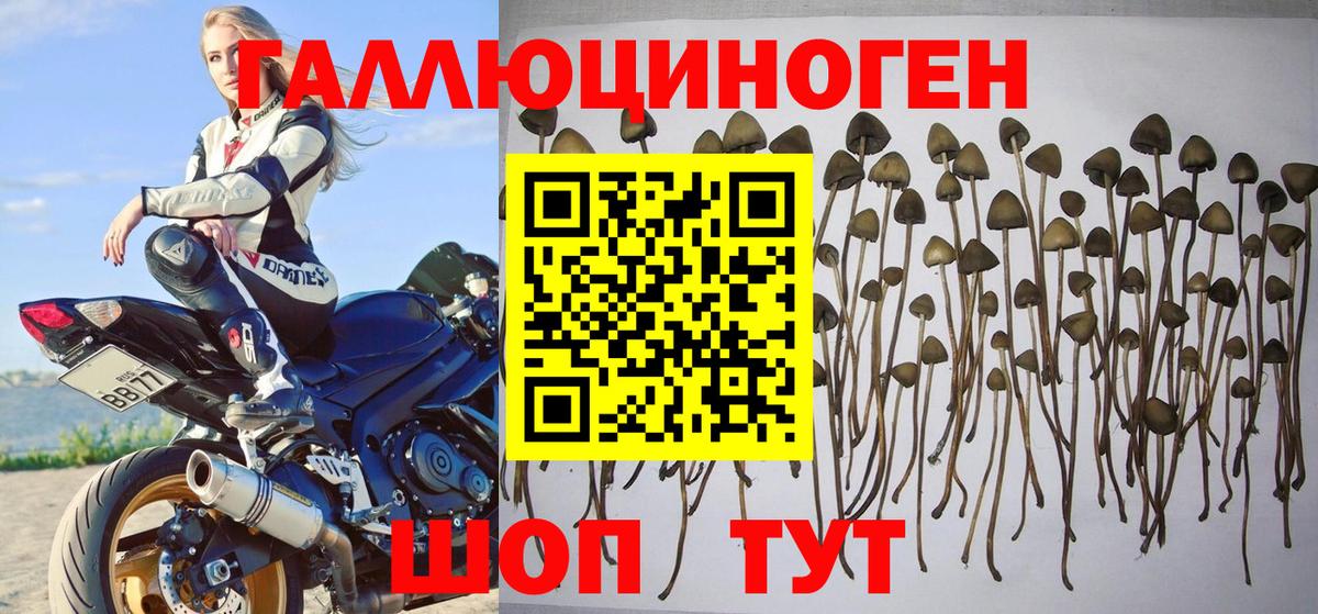 Псилоцибиновые грибы мицелий Иркутск